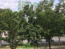 Blk 444 Hougang Avenue 8 (Hougang), HDB 4 Rooms #142174662